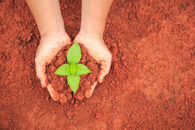 Sluit omhoog handen van mensen die grond en jonge plant houden. Ecologie en groeiend plantenconcept