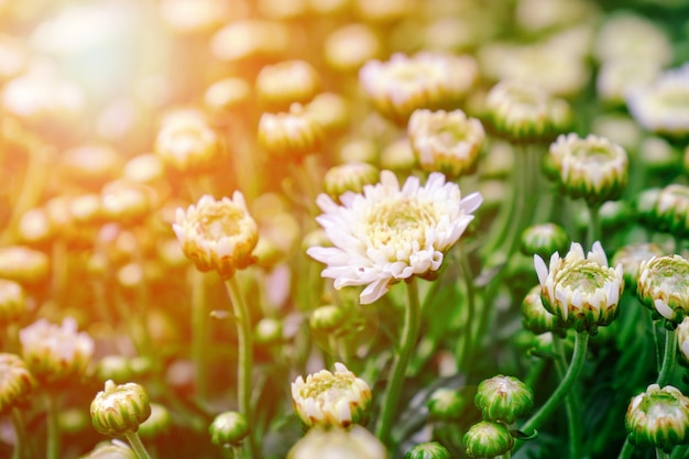 Sluit omhoog het mooie witte ontluiken en bloei van chrysantenbloem met zonlicht in tuin.