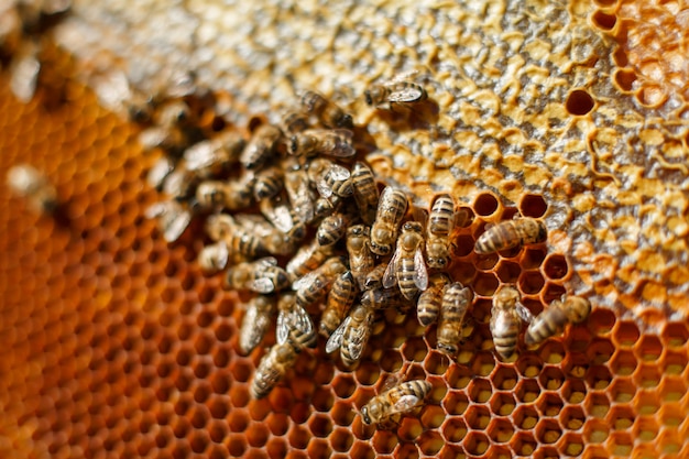 Sluit omhoog honingraat in houten frame met bijen op het