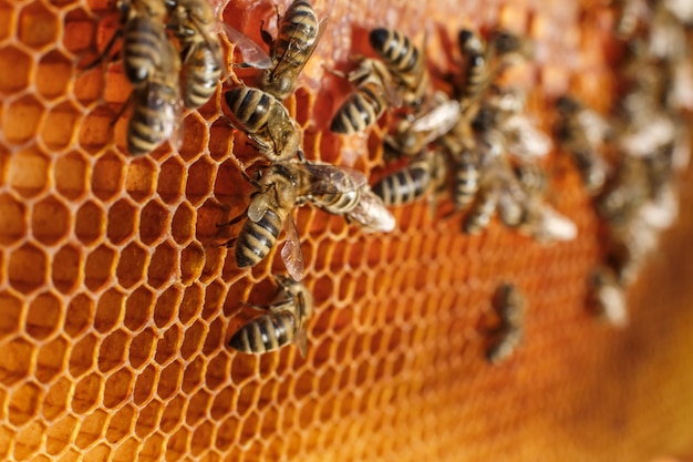 Sluit omhoog honingraat in houten frame met bijen op het