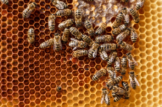 Sluit omhoog honingraat in houten kader met bijen op het. Bijenteelt concept.