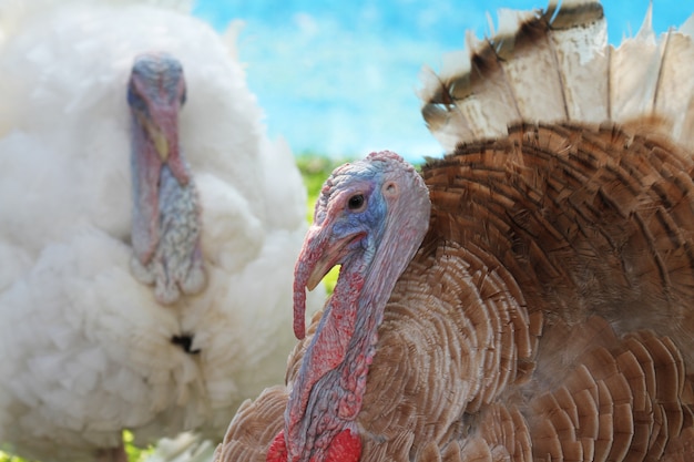 Sluit omhoog hoofd groot Turkije in tuin