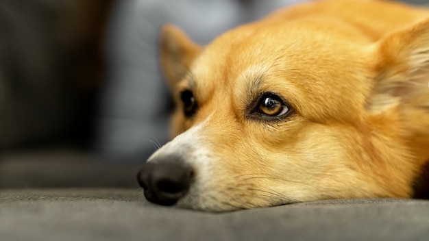 Sluit omhoog hoofd van de leuke hond die van gember welse corgi pembroke op de bank met droevig gezicht leggen