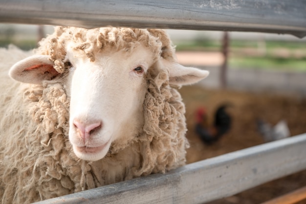 Sluit omhoog hoofd van schapen in landbouwbedrijf