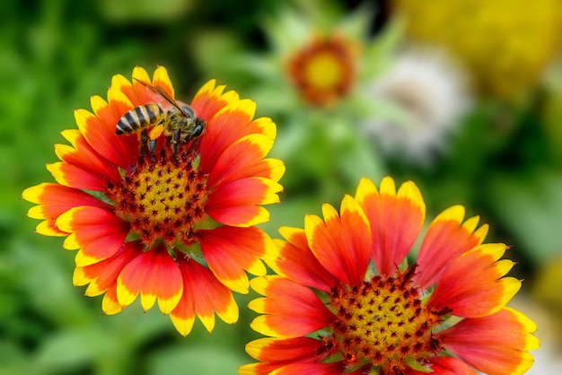 Sluit omhoog Indische algemene bloem en groene achtergrond