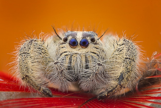 Sluit omhoog, Jumping Spider, vooraanzicht