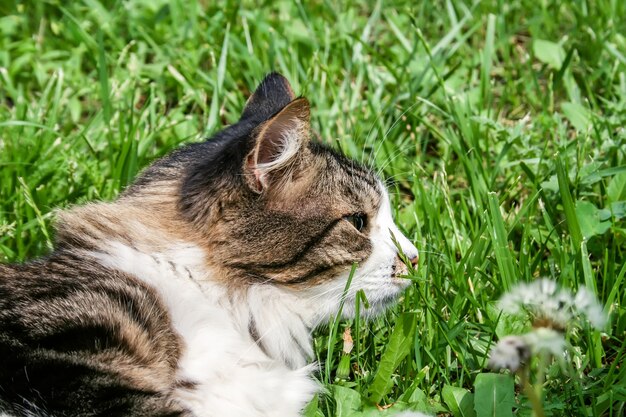 Sluit omhoog kat in het gras