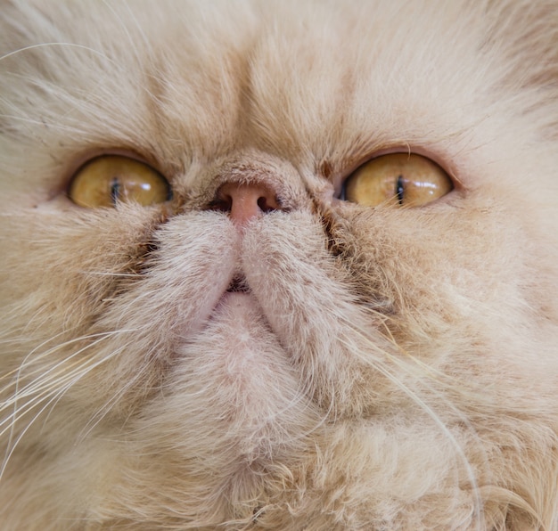 Sluit omhoog kattenportret van een katje