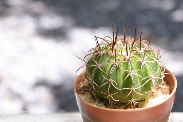 Sluit omhoog kleine cactus op vaag grijs