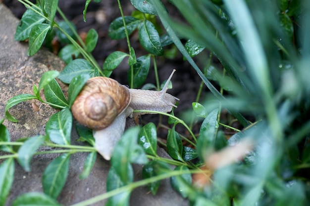 Sluit omhoog kleine slak op groen blad in de tuin