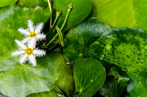 Sluit omhoog kleine witte lotusbloembloesem in moeras: lotusbloem en moerasachtergrond