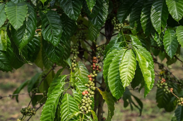 Sluit omhoog koffiebonen op boom in Ranong-provincie, Thailand