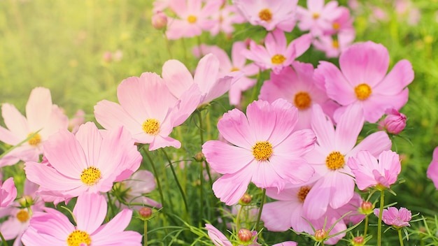 Sluit omhoog kosmosbloem in de tuin