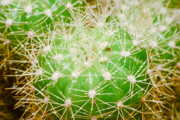 Sluit omhoog macro van een cactus met ochtenddauw op het