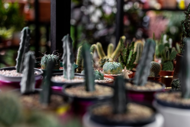 Sluit omhoog mening met selectieve nadruk van groene succulent in een kleipot in zolderbinnenland in Skandinavische stijl