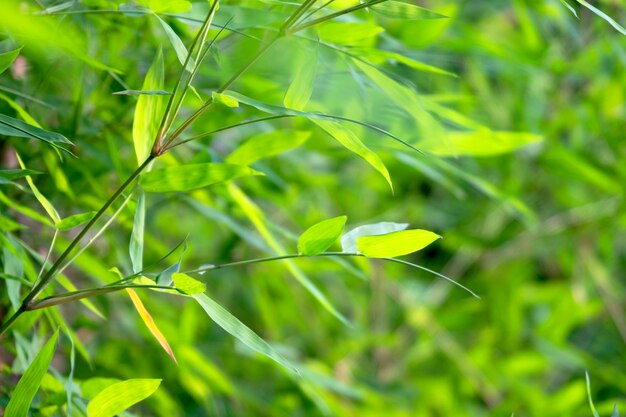 Sluit omhoog mening van aard groene bladeren op de vage achtergrond van de groenboom met zonlicht