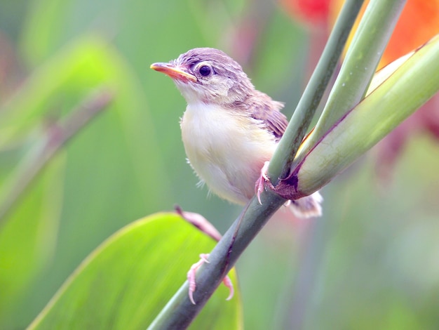 Sluit omhoog mening van aardige kleine vogel