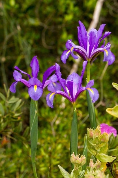 Sluit omhoog mening van de mooie Spaanse Iris (Iris xiphium) bloem.