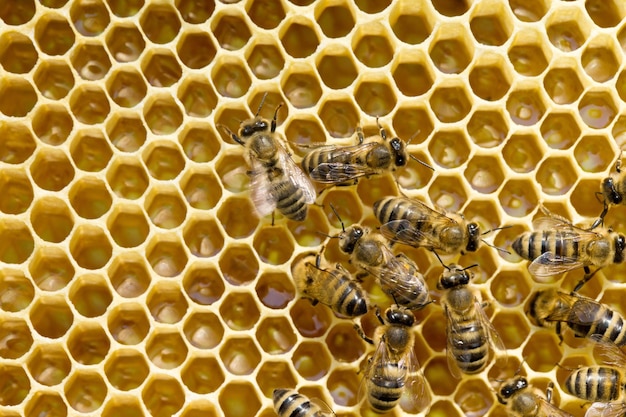 Sluit omhoog mening van de werkende bijen op honeycells