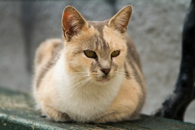 Sluit omhoog mening van een leuke binnenlandse kat in de stad.