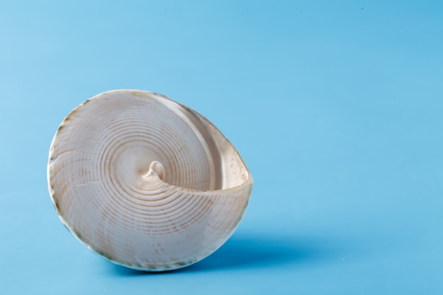 Sluit omhoog mening van grote overzeese shell op duidelijk blauw