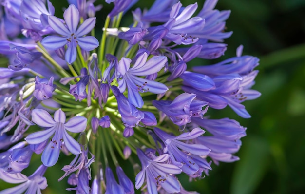 Sluit omhoog met bloemen van Blauwe Afrikaanse Lelie Agapanthus Africanus