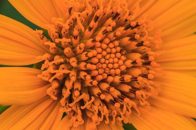 Sluit omhoog Mexicaans Zonnebloemonkruid in tuin