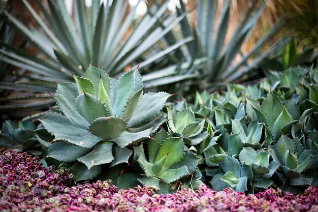 Sluit omhoog mooi een gele bloem in de tuin