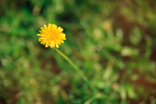 Sluit omhoog mooi een gele bloem op de tuin en vertroebel mooie achtergrond.