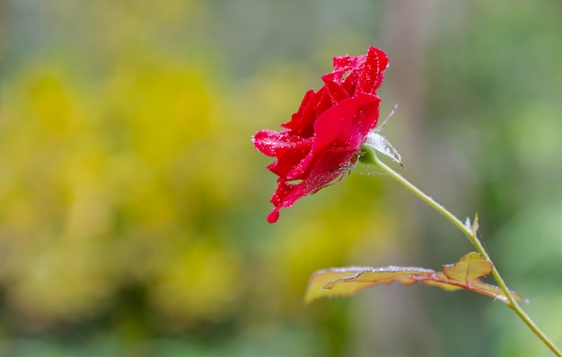 Sluit omhoog Mooi nam in een tuin toe.