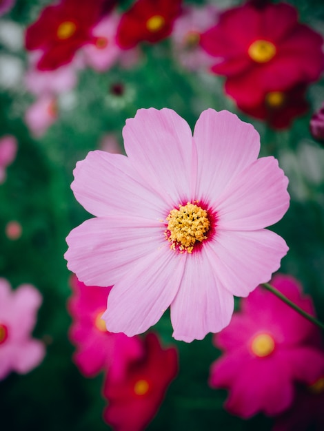 Sluit omhoog Mooie kosmosbloemen in het bloeien