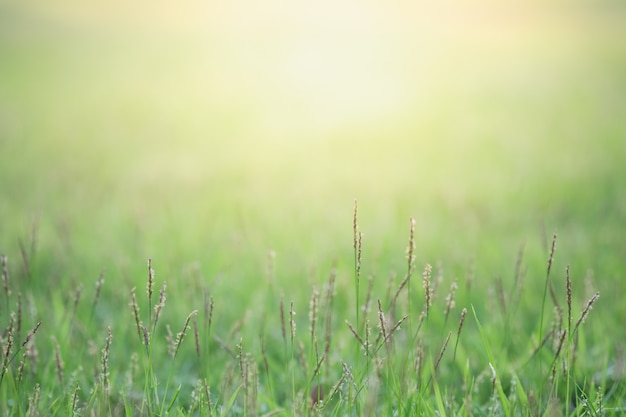 Sluit omhoog mooie mening van aard groen gras op vage groenboom met zonlicht in openbaar tuinpark.