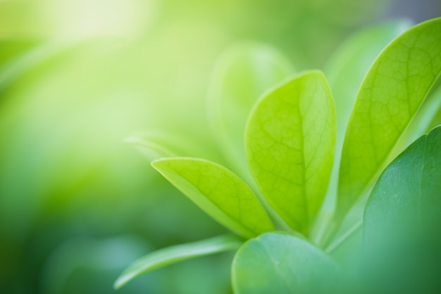 Sluit omhoog mooie mening van aard groene bladeren op de vage achtergrond van de groenboom