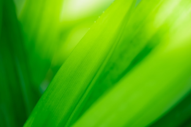 Sluit omhoog mooie mening van aard groene bladeren op de vage achtergrond van de groenboom