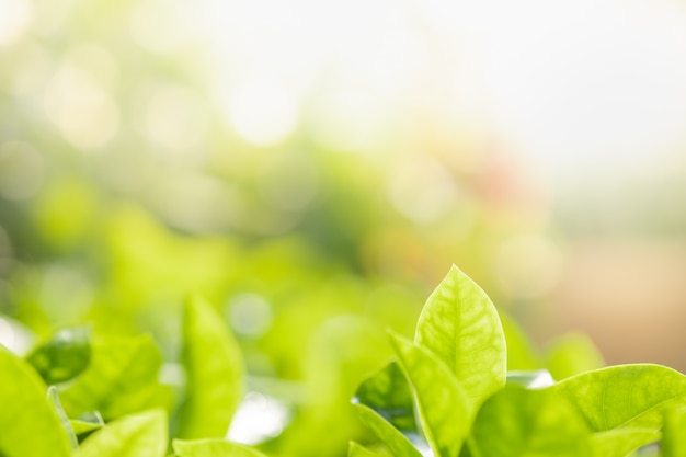 Sluit omhoog mooie mening van aard groene bladeren