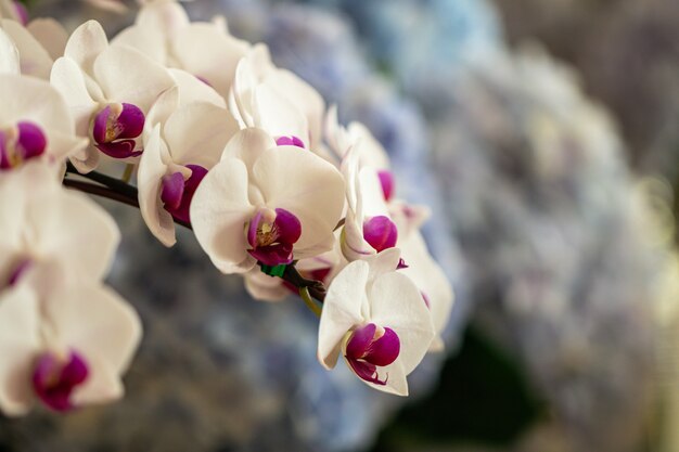 Sluit omhoog mooie purpere phalaenopsis-orchideeën of mottenorchidee in een tuin.