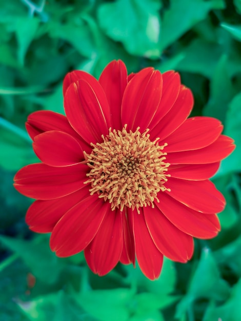 Sluit omhoog mooie rode Gemeenschappelijke Zinnia-bloem