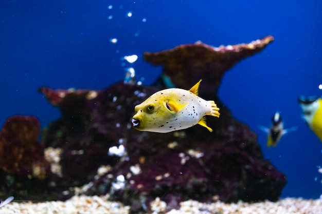 Foto sluit omhoog mooie vissen in het aquarium op decoratie van aquatische installatiesachtergrond.