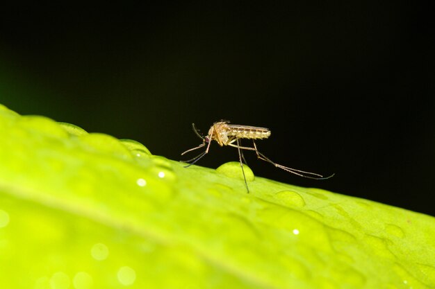 Sluit omhoog muginsect op groen blad