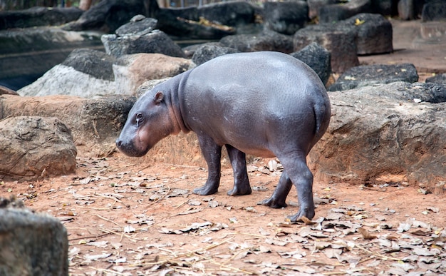 Sluit omhoog nijlpaarddier dat op vijver in dierentuin loopt
