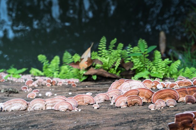 Sluit omhoog ontsproten van paddestoel op hout