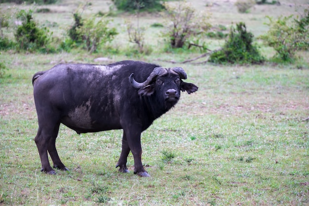 Sluit omhoog op Buffalo dat zich in de savanne bevindt