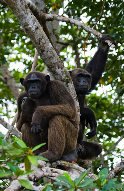 Sluit omhoog op chimpansee op mangrovetakken