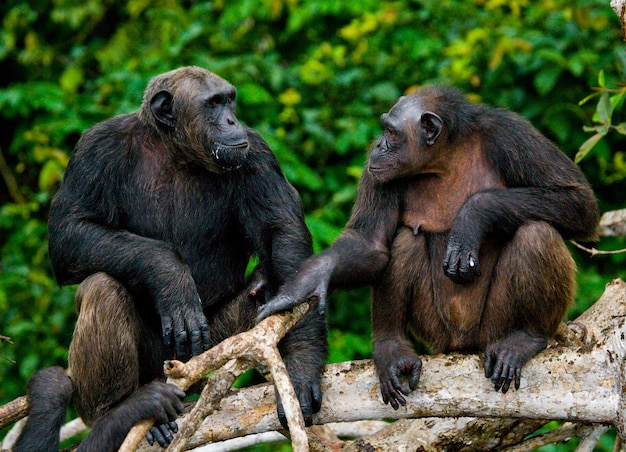 Sluit omhoog op chimpansee op mangrovetakken