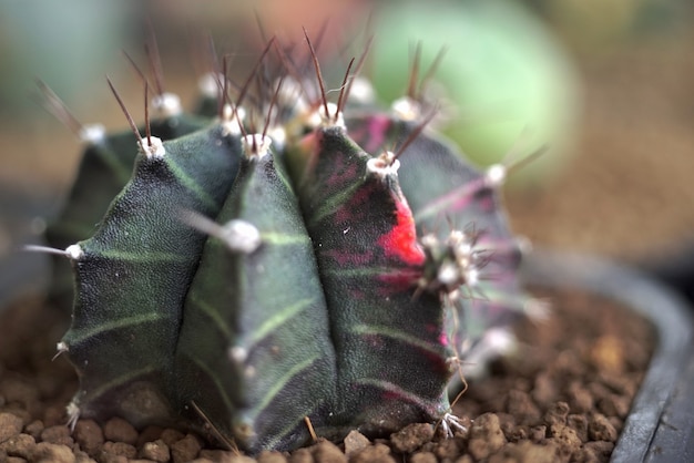 Sluit omhoog op details van de cactusinstallatie