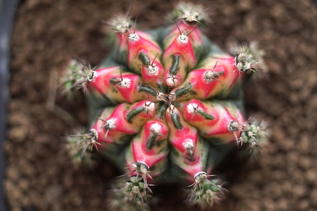 Sluit omhoog op details van de cactusinstallatie