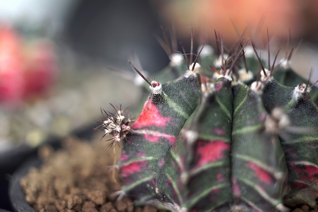 Sluit omhoog op details van de cactusinstallatie