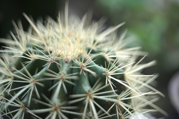 Sluit omhoog op details van de cactusinstallatie