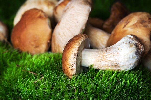 Sluit omhoog op een bos van paddestoelen op mos