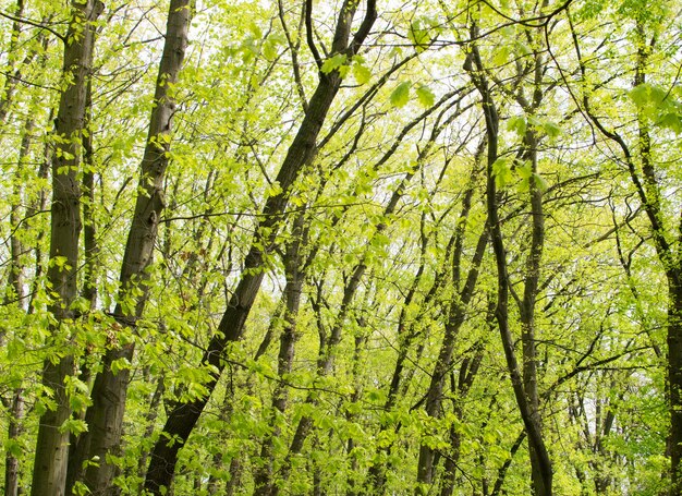 Sluit omhoog op Green Tree Tops in Spring Park